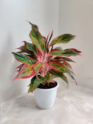 Aglaonema Red Lipstick Plant