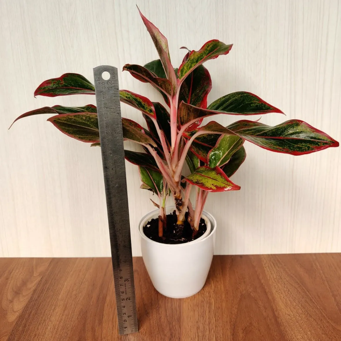 Aglaonema Red Lipstick Plant