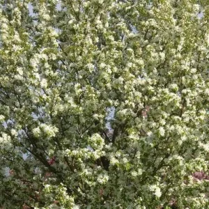 crabapple spring snow 25 gallon pot