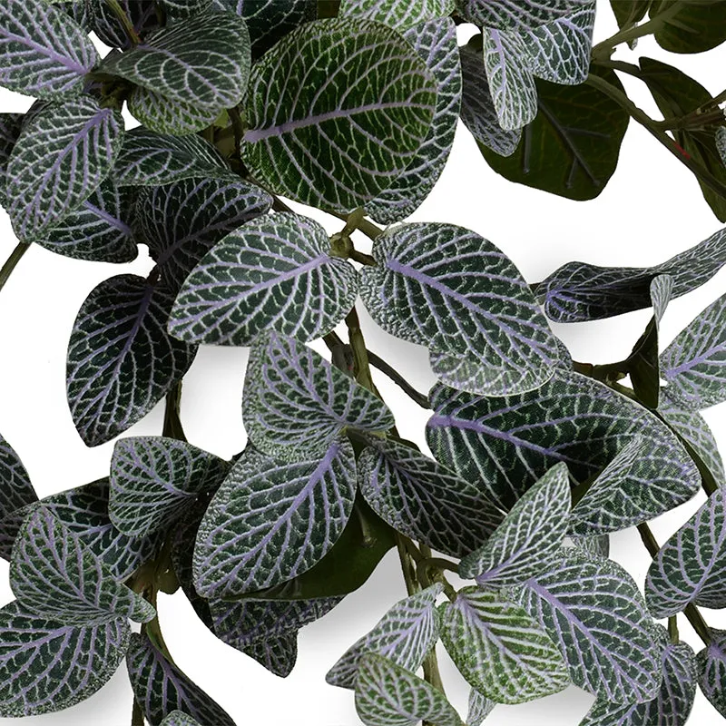 Fittonia (Mosaic) Plant in Glazed Clay Jar