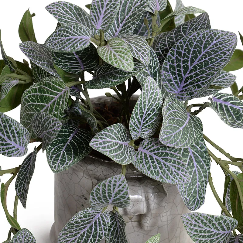 Fittonia (Mosaic) Plant in Glazed Clay Jar