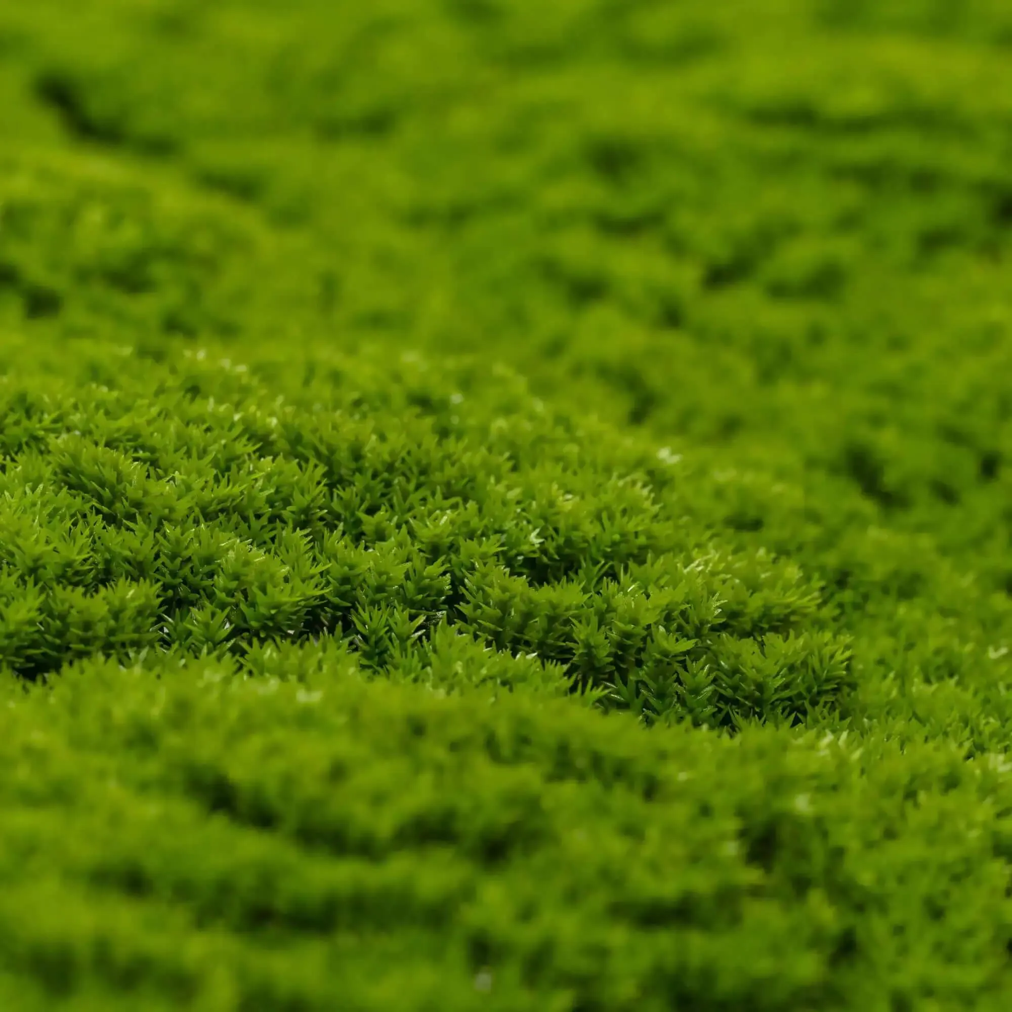 Fresh Natural Green Artificial Moss Vertical Garden / Green Wall UV Resistant 1m x 1m