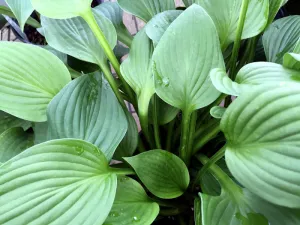 Hosta: 'Blue Angel' - 1 gal (VN)