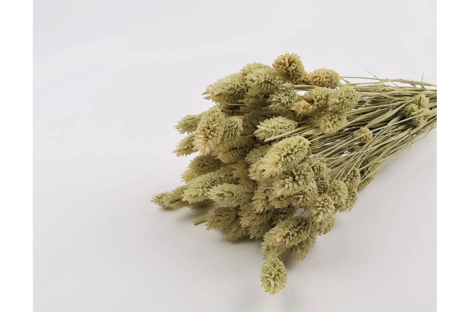 Italian Natural Phalaris Bouquet