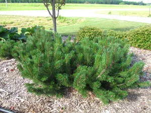 Mugo Pine:  'Dwarf' 2 Gal (Jf)