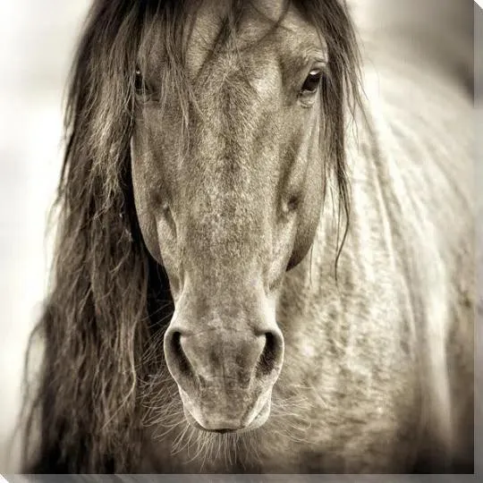 Wild Horse Canvas Wall Art For Indoor Outdoor